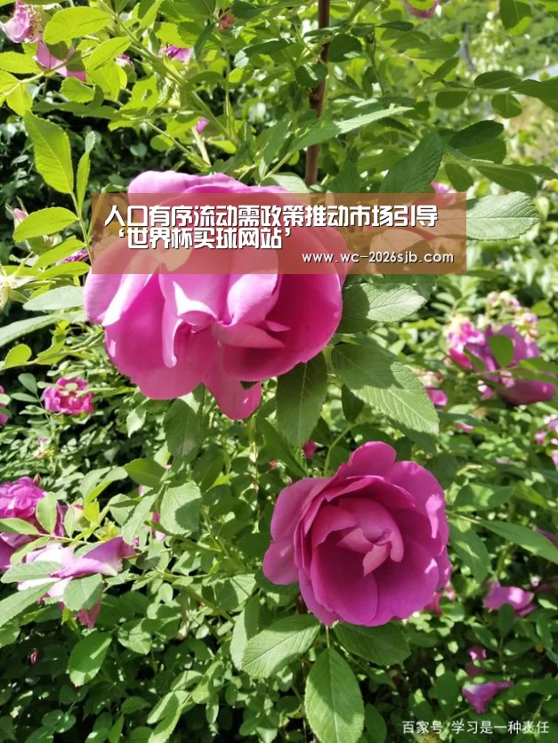 人口有序流动需政策推动市场引导‘世界杯买球网站’(图1) 世界杯外围买球
